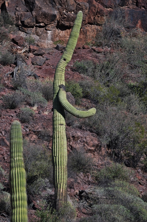 saguaro with personality
